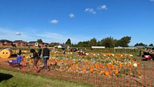 They come in all shapes and sizes.....looked like a busy day on the pumpkin patch...