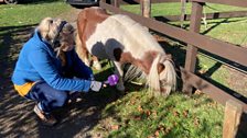 This is Rachel with Merlin the Shetland pony.....he seems more interested in eating than talking though...