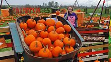 Amy was searching through the pumpkins...