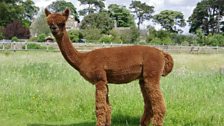 Alpacas