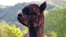 Alpacas