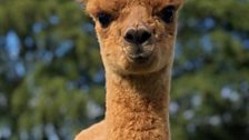 Alpacas