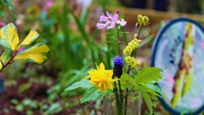 Little Green Fingers - Fairview Primary School - Gardeners’ Corner