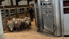 Market Day in Rhayader