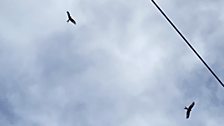 Red Kites are a familiar sight, circling in the skies above the town