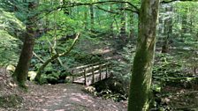 Wooden bridge near Swallow Falls