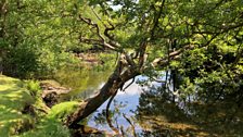 Dappled woodland and river