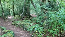 Woodland walk from The Kymin