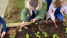 LGF - St Nicholas' Primary School - Ardglass