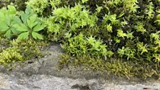 Bryophytes are mosses, liverworts and hornworts