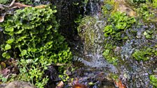 This is the Marchantia polymorpha or Star headed Liverwort