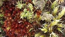 Racomitrium and Bryum