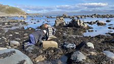 The Shore Search Intertidal Surveys project