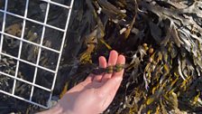 Lots of seaweed or wrack....