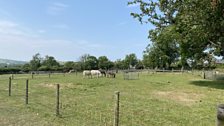 Donkeys, Llamas and the Preseli Hills