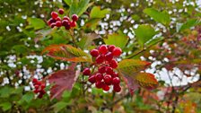 Viburnum opulus