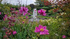 Cosmos at the Fountain garden