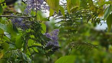 Ceanothus 'Gloire de Versailles'