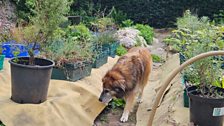 Brandy inspecting the sheep's wool beds