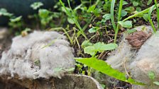 Raised beds with sheep's wool