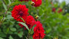 Dahlias bursting with colour