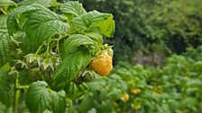 White raspberries