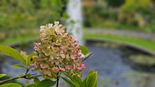 Hydrangea paniculata 'Limelight'