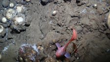 A colourful fish at 1700m depth on a seamount adjacent to the Gakkel Ridge in the central arctic.