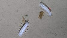 A pair of sea cucumbers feed on algae which has fallen from the ice to a depth of 4000m in the central arctic