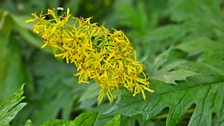 Sinacalia tangutica - Chinese ragwort