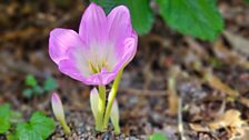 Naked Lady - Autumn Crocus