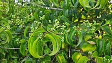 Heptacodium miconioides - Seven-son flower