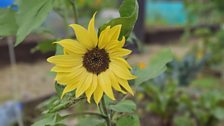 Sunflower shining bright in Lurgan