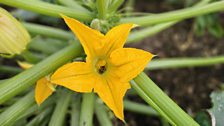 Pumpkin blossom