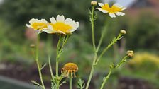 Crown daisies