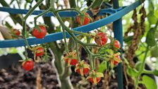 Micro tomatoes