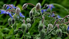 Beautiful borage