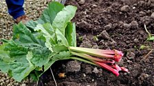 Harvested Rhubarb