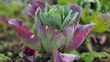 Colourful cabbage