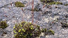 On the Moss Trail in Bron Y Graig park in Harlech