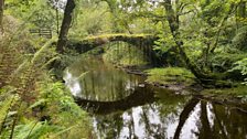 The Celtic Rainforest.....