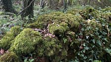 A limestone wall covered in moss....