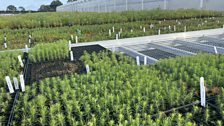 As the UK's largest commercial tree nursery....