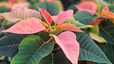 Poinsettia plants  - not just available in red!