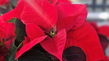 Christmas Eve poinsettia