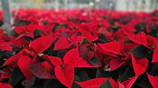 A sea of poinsettia