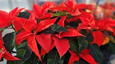 Orange poinsettia