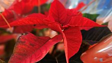 Orange poinsettia