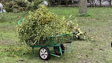 A barrel load of mistletoe.....