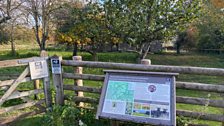 A good place to find mistletoe is in an orchard like this one....